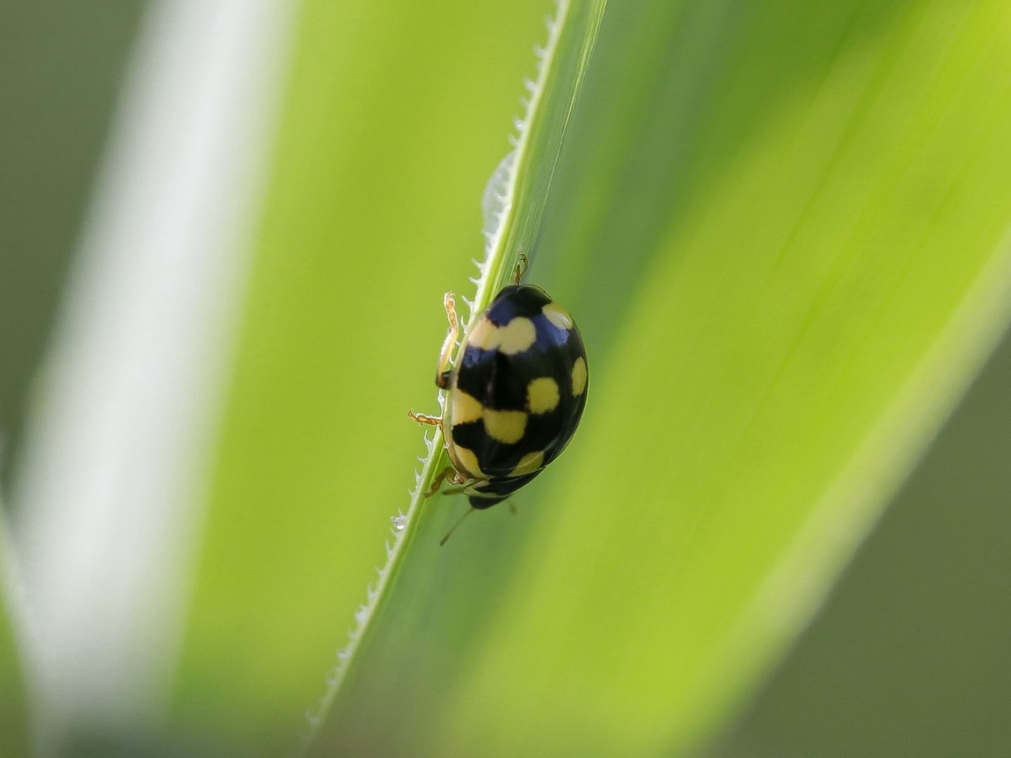 Coccinellidae - Adalia decempunctata ?